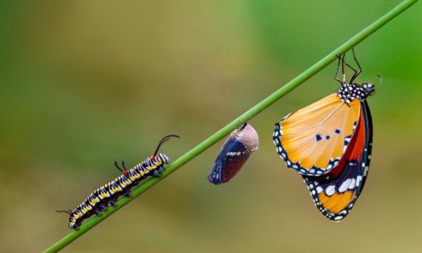 Ser sua melhor versão traz novas oportunidades para sua vida. Na imagem, os estágios da metamorfose de uma borboleta, lagarta, pupa no casulo e borboleta adulta.